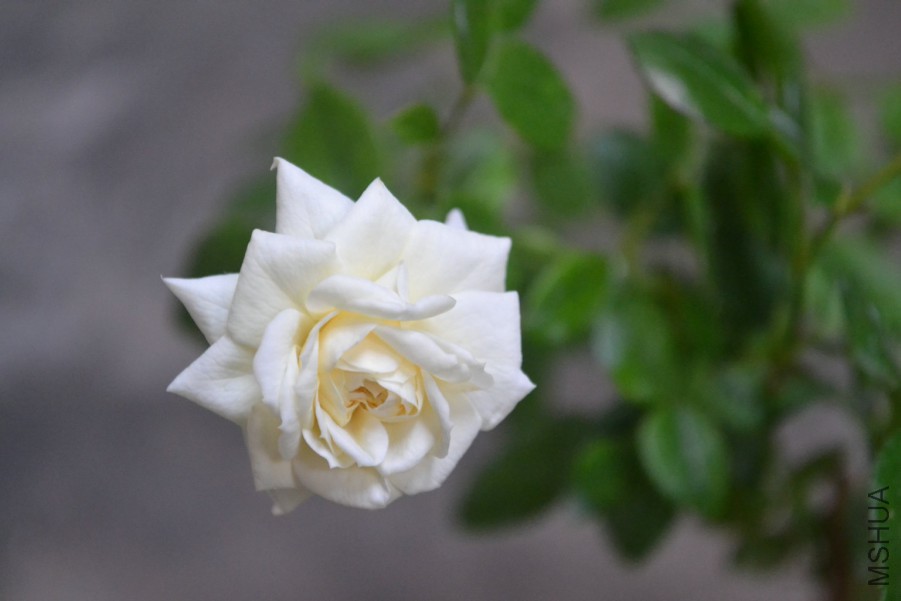 DSC_1493.JPG