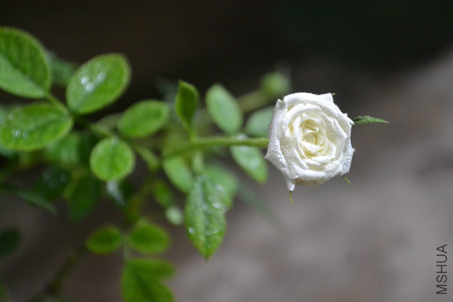 DSC_1500.JPG