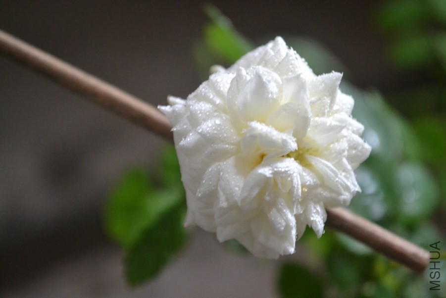 DSC_1501.JPG