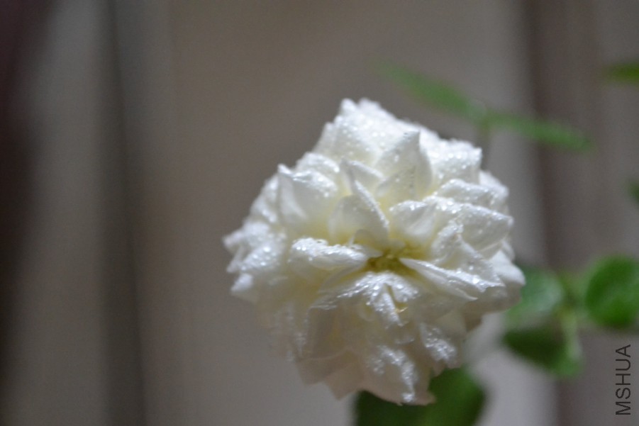 DSC_1502.JPG