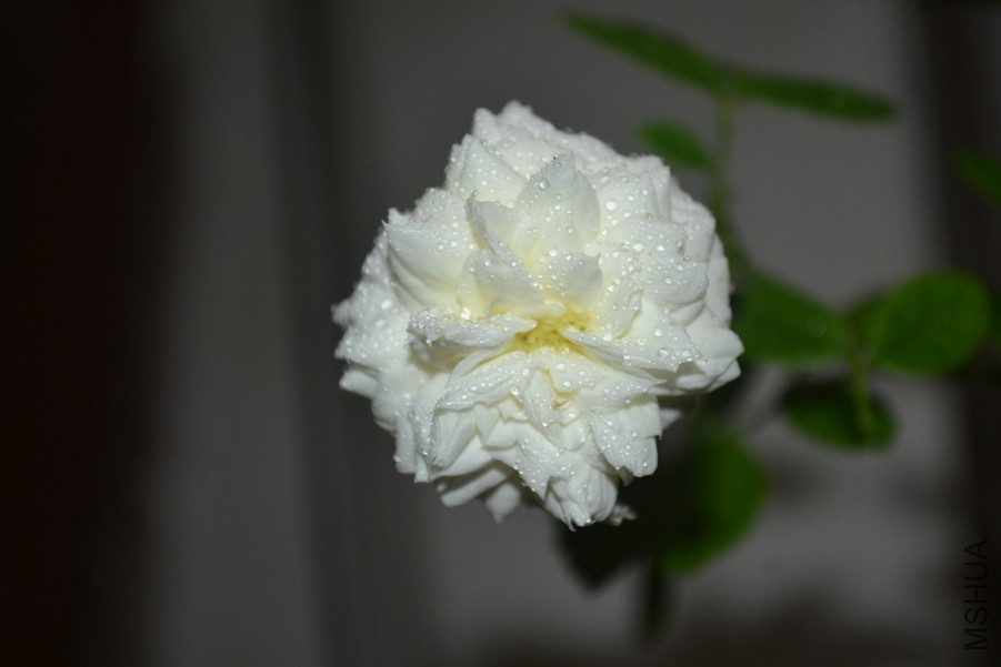 DSC_1503.JPG