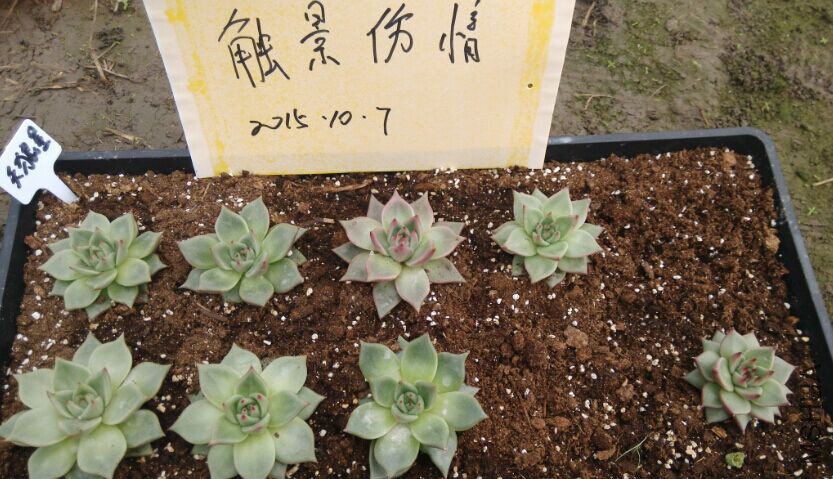 QQͼƬ20151007105051.jpg