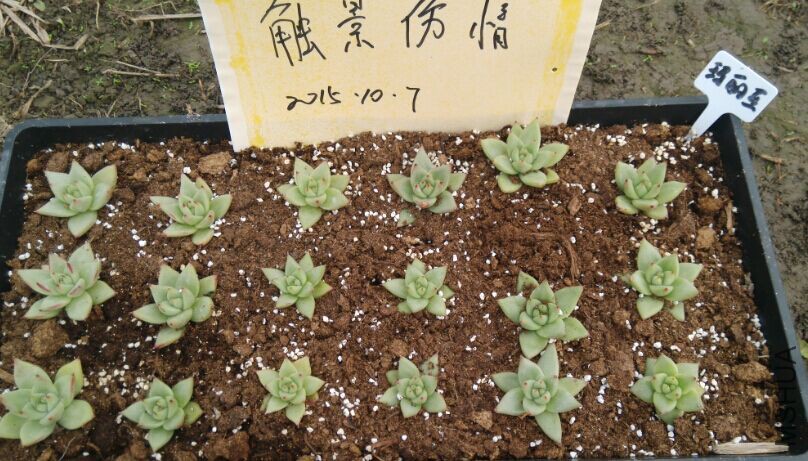 QQͼƬ20151007105239.jpg