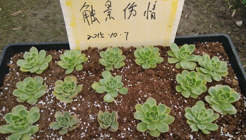 QQͼƬ20151007105253.jpg