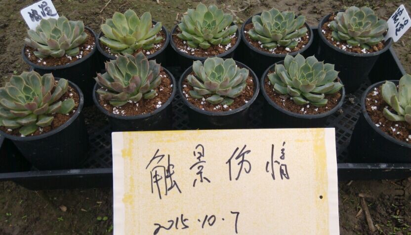 QQͼƬ20151007105309.jpg