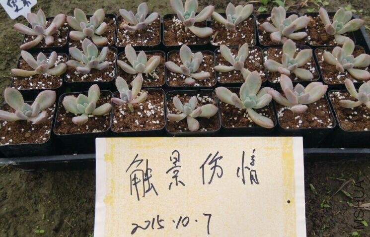 QQͼƬ20151007105930.jpg