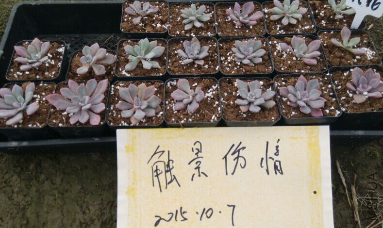 QQͼƬ20151007110100.jpg