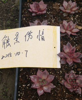 QQͼƬ20151007115944.png