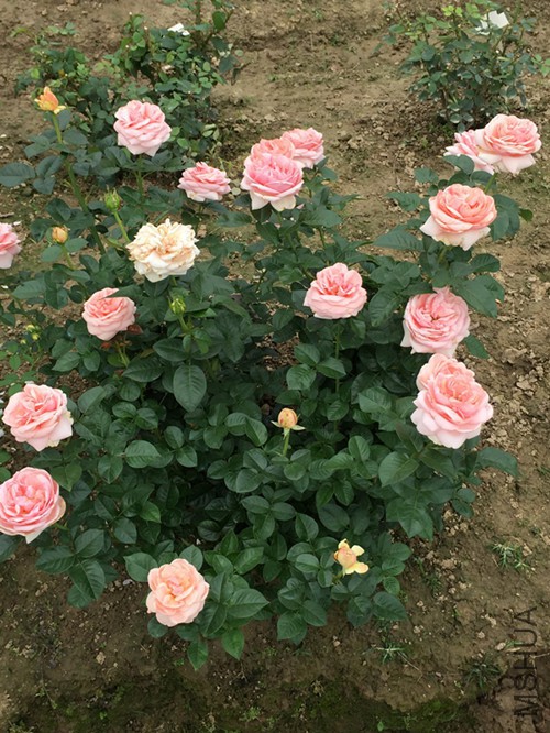 ��ܽ�޵�