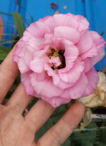 20150716_125855.jpg