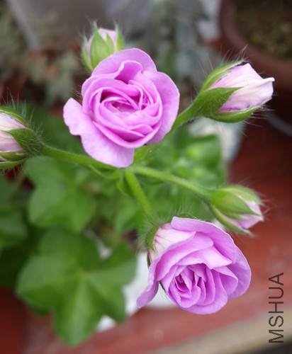 20150716_130039.jpg