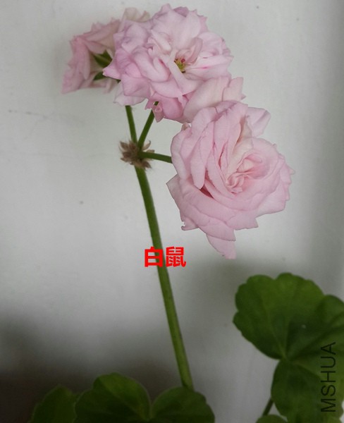 20150716_130101-1.jpg