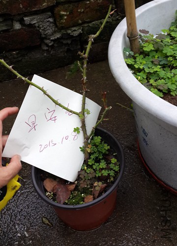 20151007_115223.jpg
