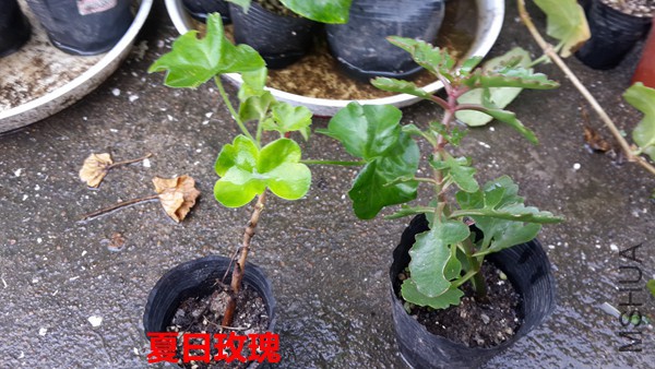 20151007_121501.jpg