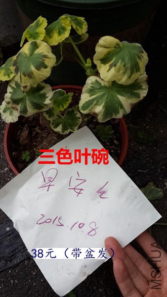 20151007_130630.jpg