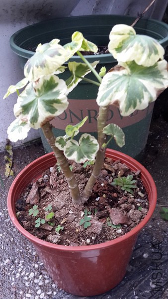 20151007_130635.jpg