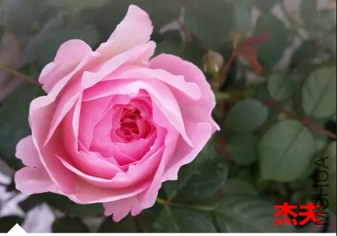 QQͼƬ20151007134509.png
