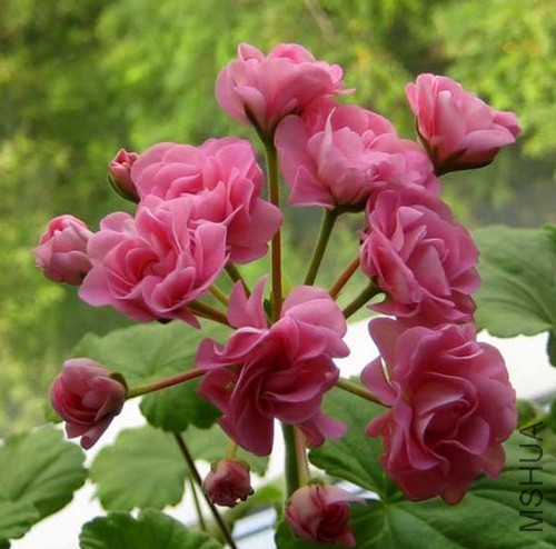 083541leghbgemb25jm58e.jpg