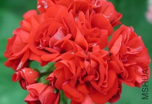 53-130ZG93I2.jpg