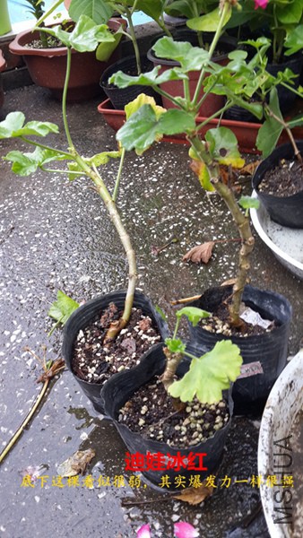 20151007_121734.jpg