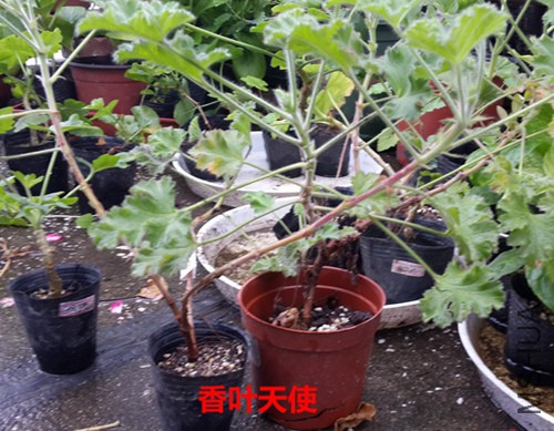 20151007_121306.jpg