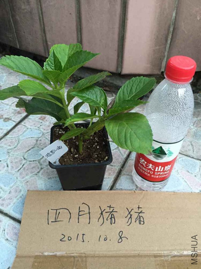 ���޵ĺ�1.jpg