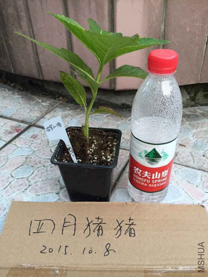 ���޵ĺ�2.jpg