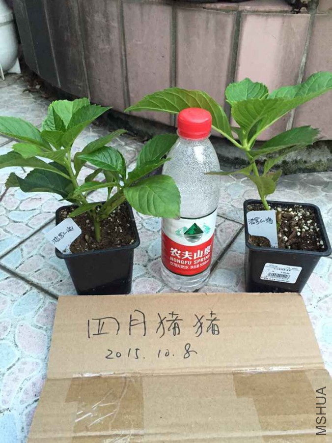 ���޵ĺ�3.jpg