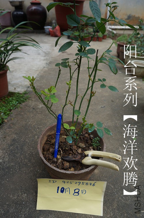 DSC02508.JPG