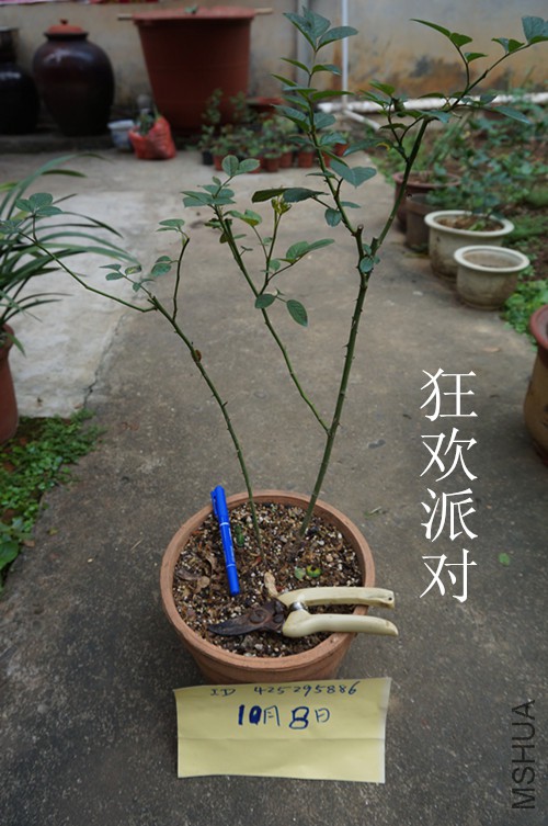DSC02510.JPG