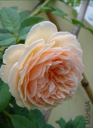 ������������¼�