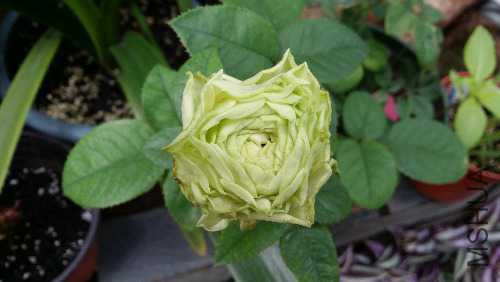 20151008_083637.jpg