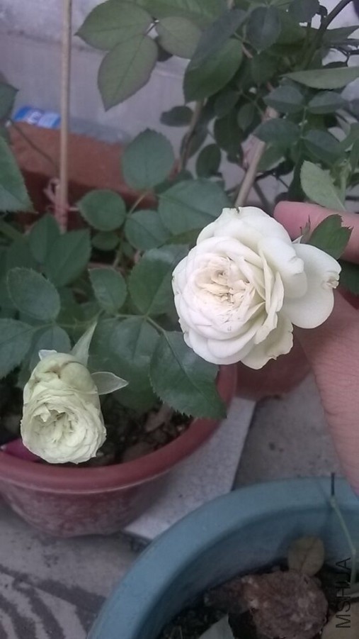 QQͼƬ20151008162739.jpg