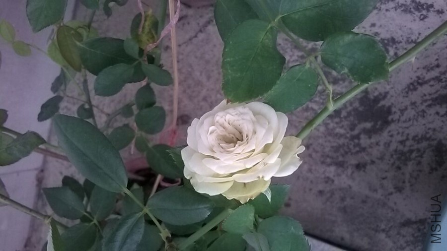 QQͼƬ20151008162746.jpg