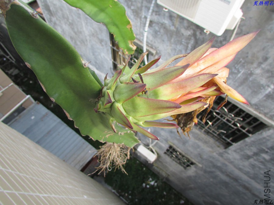 IMG_9604_nEO_IMG.jpg