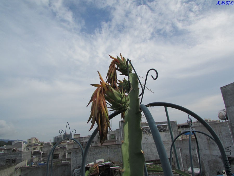 IMG_9617_nEO_IMG.jpg