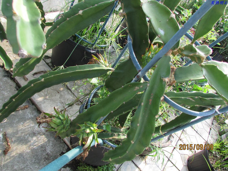 IMG_9789_nEO_IMG.jpg