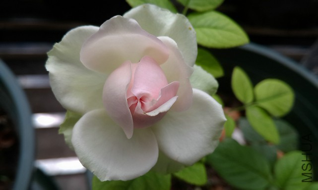 ������ (3).jpg