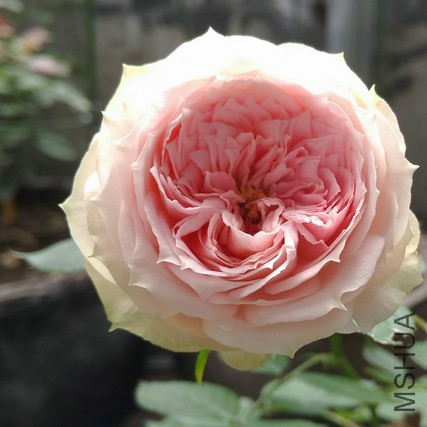 �������� .jpg