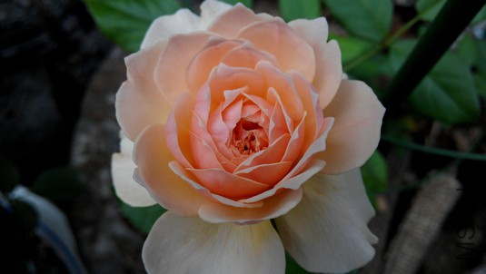 ���� (5).jpg