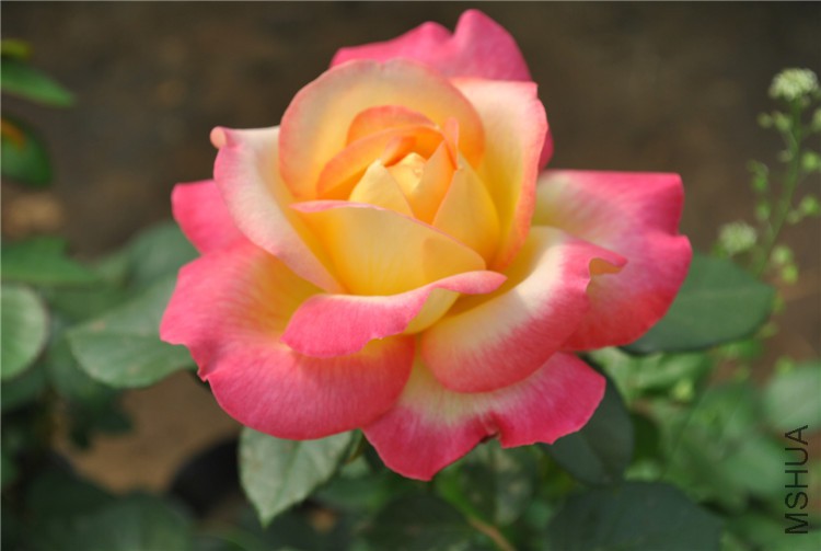 DSC_0492.jpg