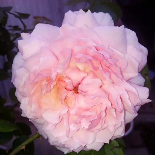 psb (2).jpg