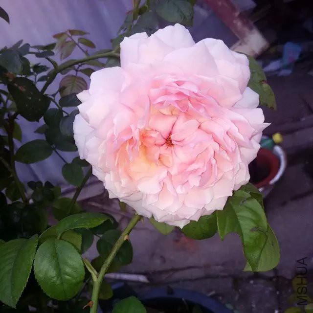 psb (1).jpg