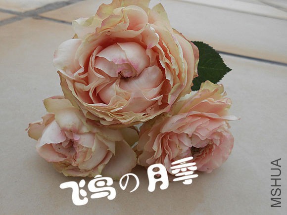 47a8fcdcd100baa13ac49ed44110b912c9fc2e0f.jpg