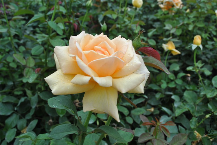 DSC_0259.jpg