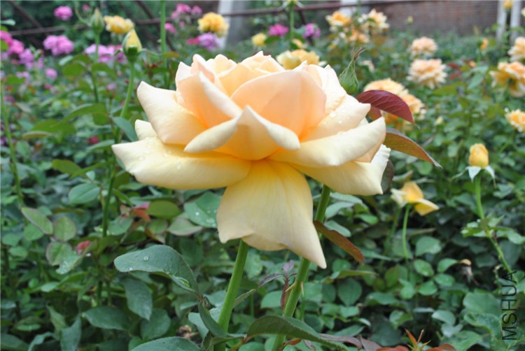 DSC_0258.jpg