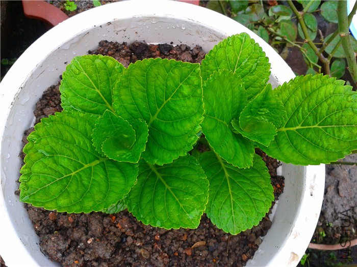 ���Ծ���ȵ���С����