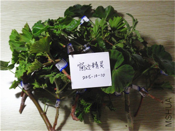 PA100003.JPG