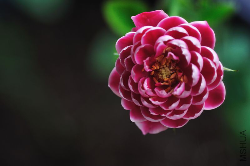 DSC_2271.jpg