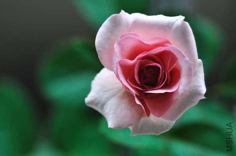 DSC_2310.jpg